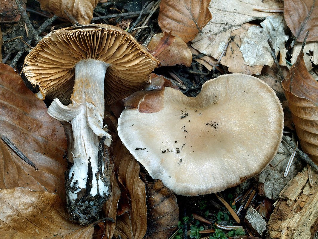 C. ochroleucus - lieskový