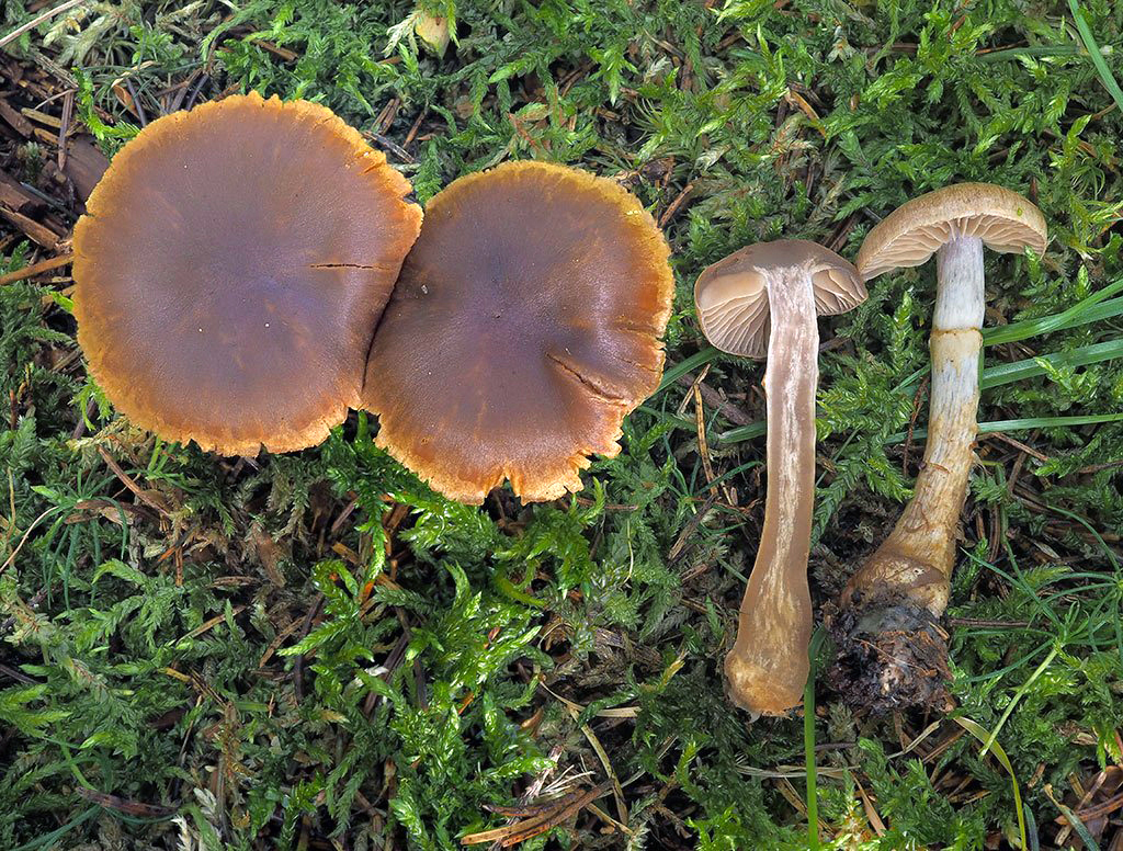 C. ochrophyllus - okrovolupeňový