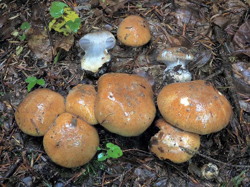C. olidoamarus f. coniferarum - horkastopáchnuci ihličnanový