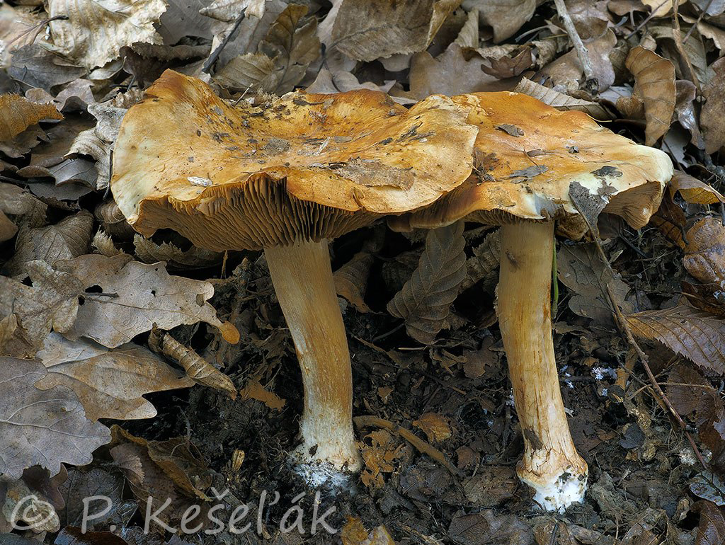 C. olidoamarus f. valentinus - Valentínov