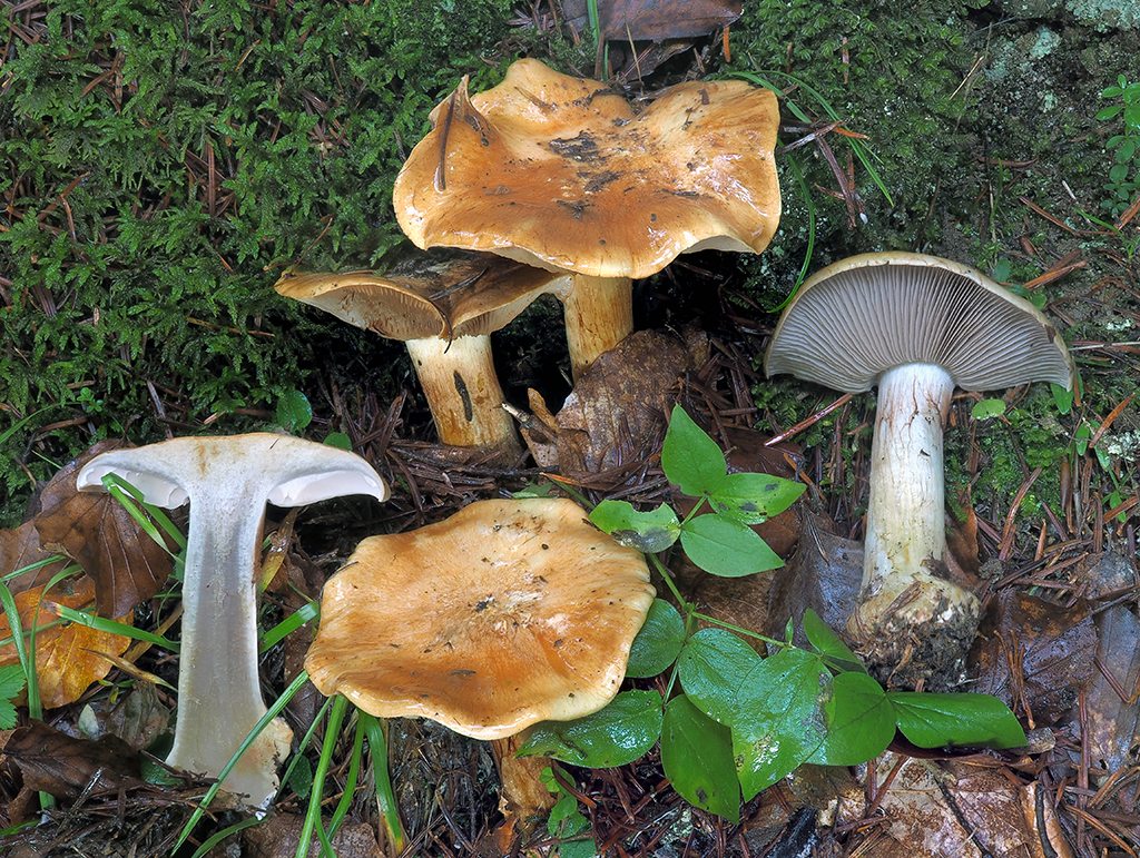 C. olidovolvatus - fúzatopošvový