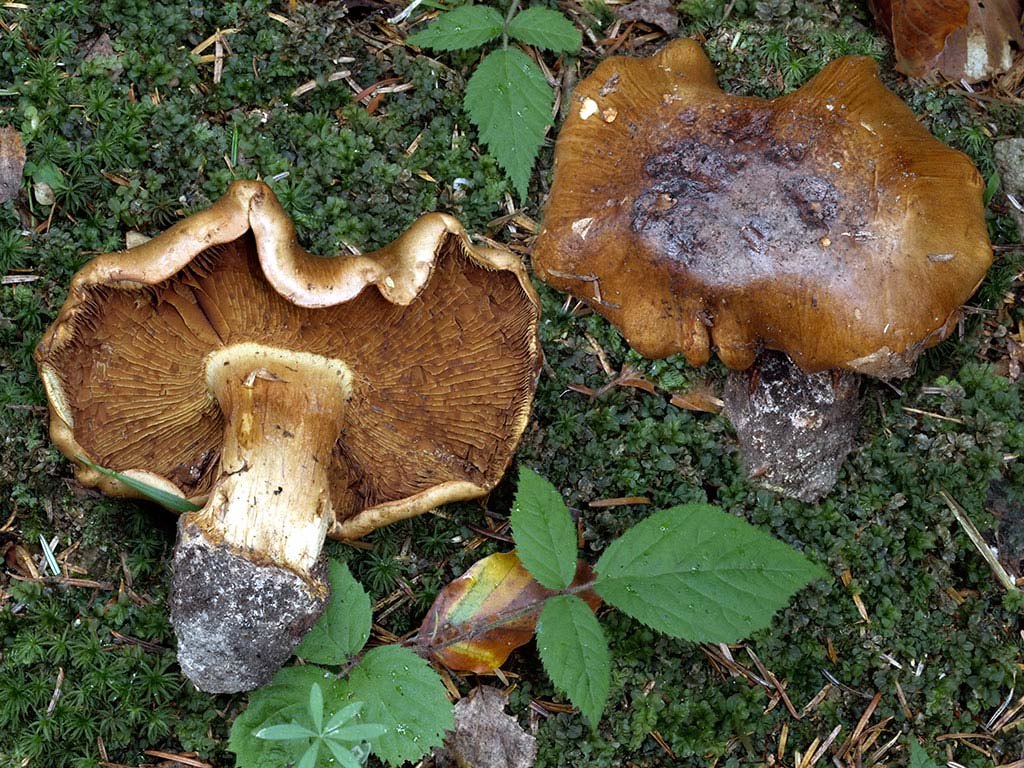 C. olivascentium - olivovohrdzavý