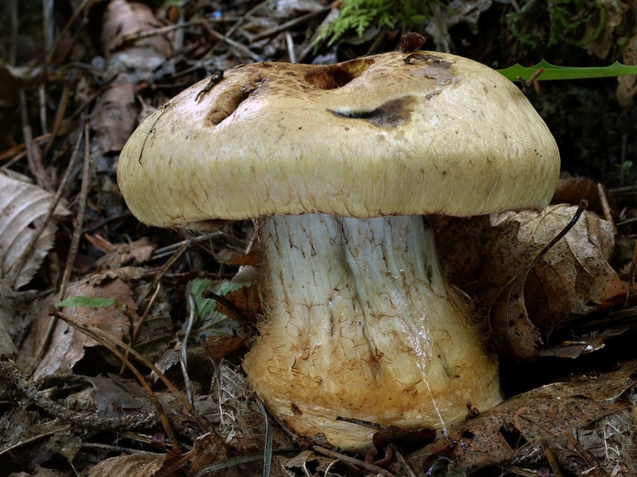 C. olivellus - olivovozelený