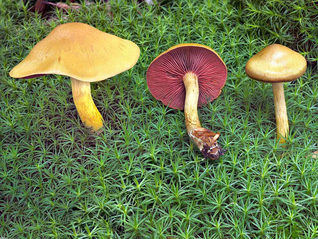 C. omissus - uvoľnený