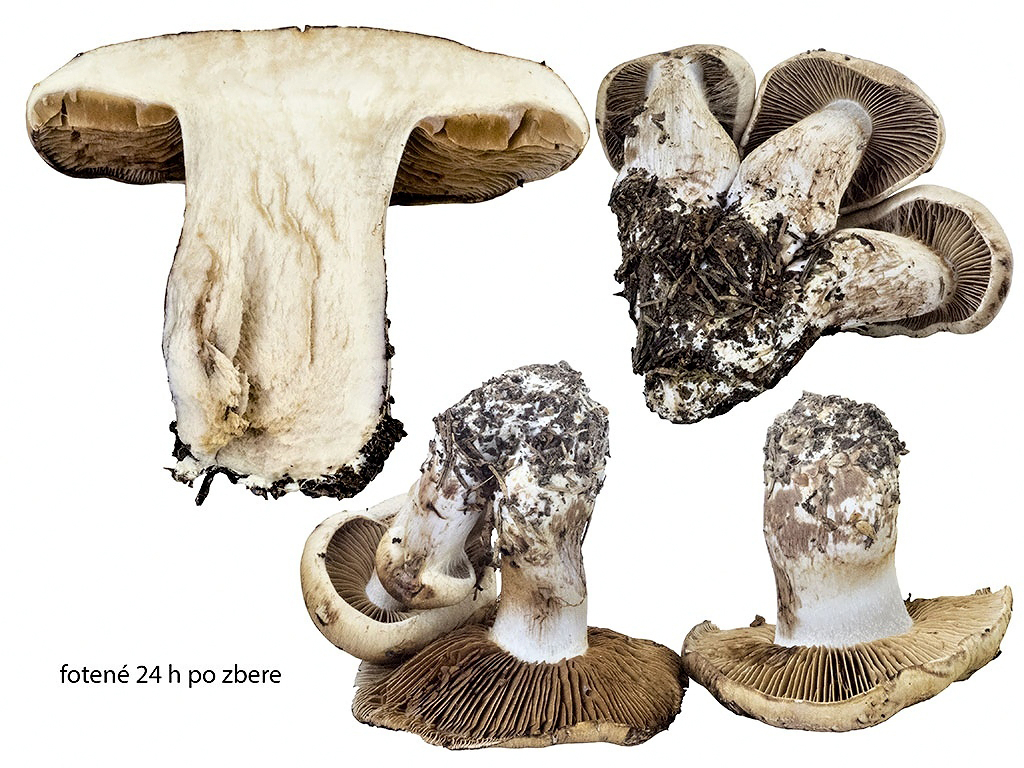 C. opimus - žemľovookrový