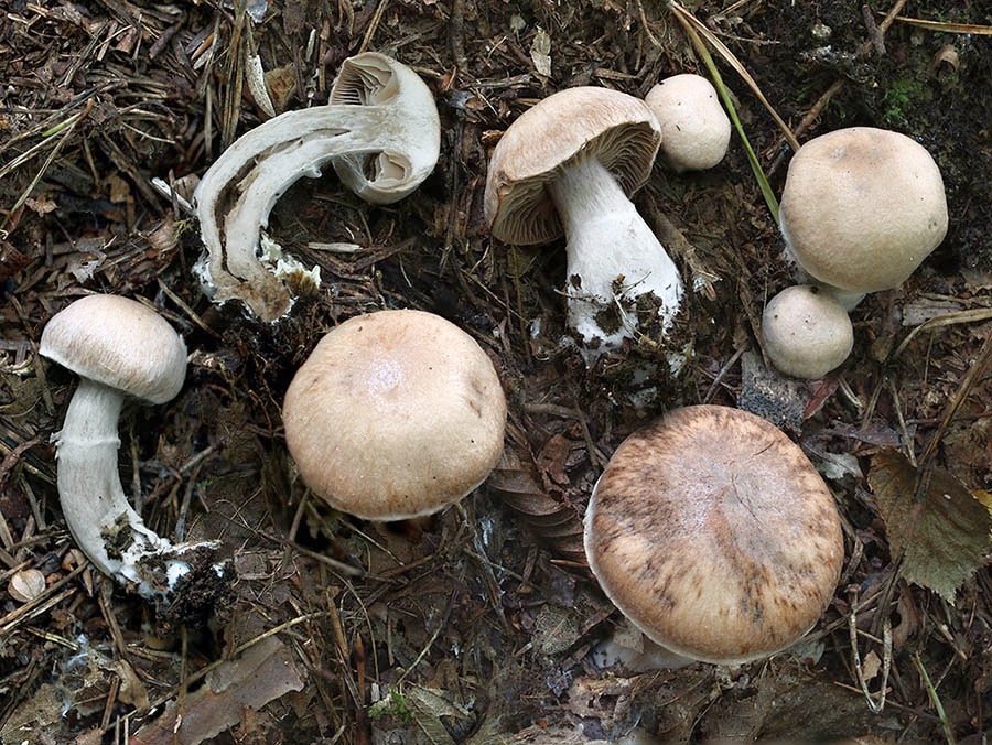 C. orasericeus - hodvábnookrajový