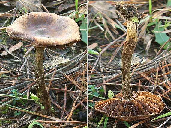 C. oreinus - horský