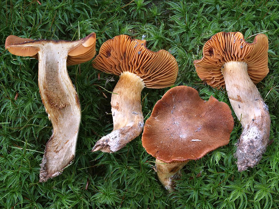 C. orellanus - plyšový