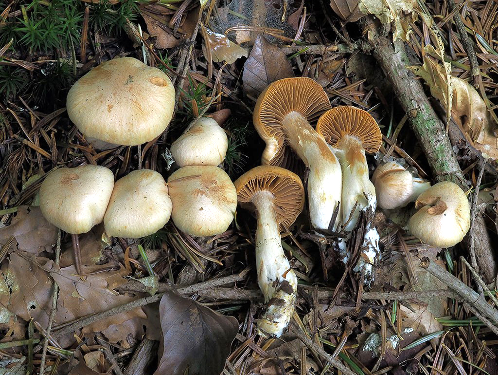 C. ovargutus - vajcovitovýtrusný