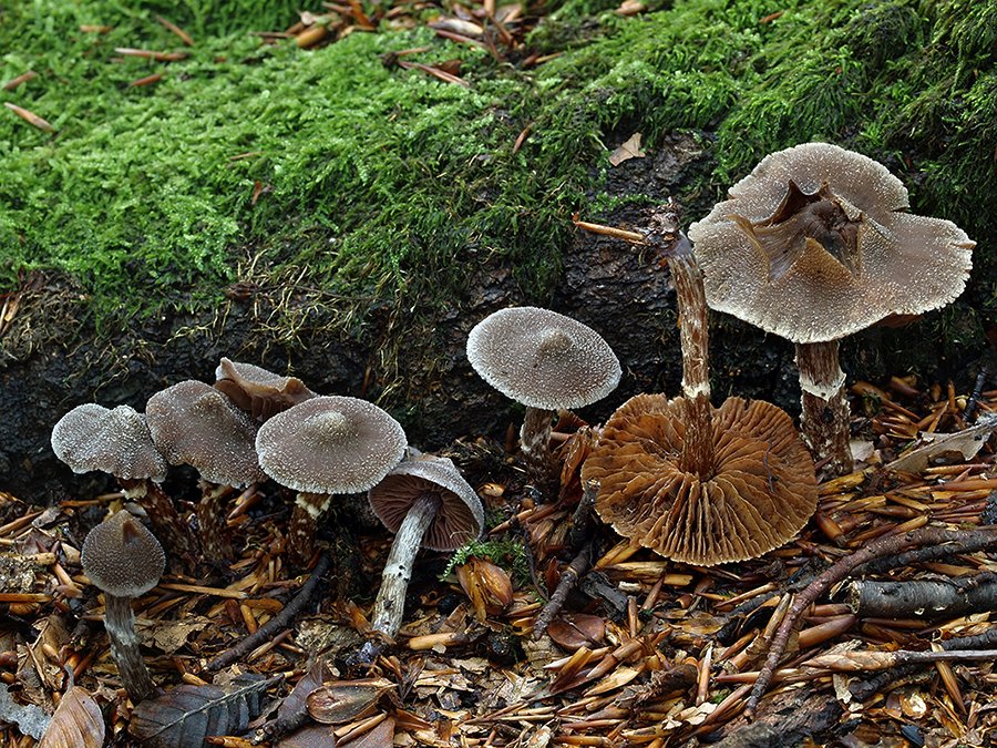 C. paleaceus - vrchoviskový