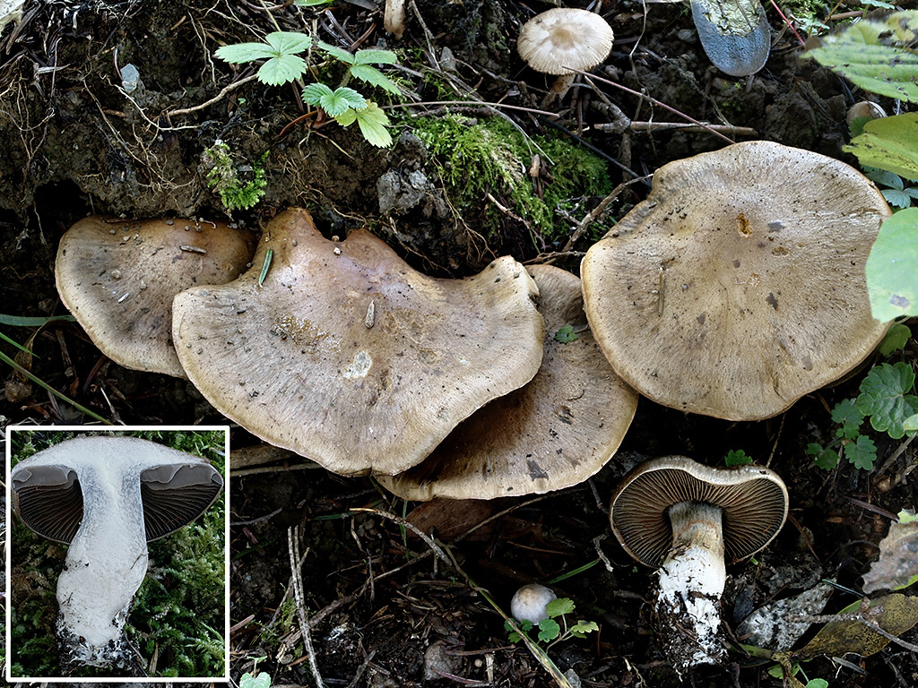 C. pallidogriseus - svetlosivý