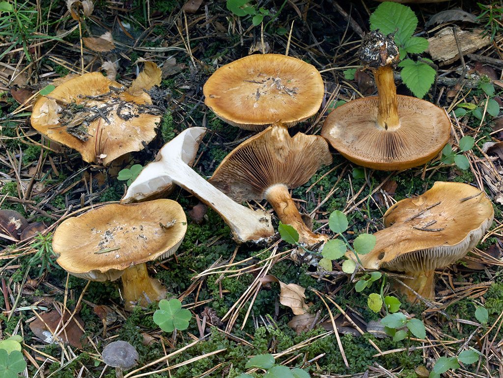 C. pansa - oranžový