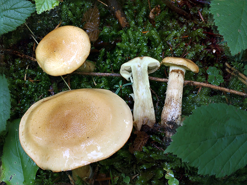 C. papulosus - lesklý