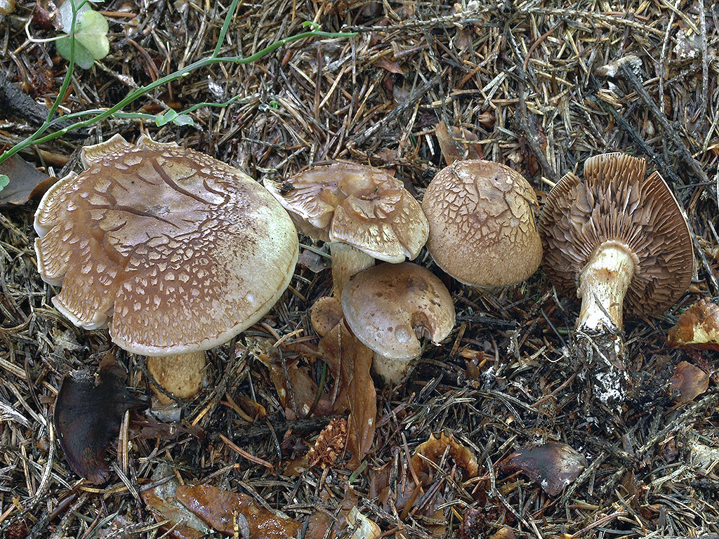 C. paracrassus - popraskaný