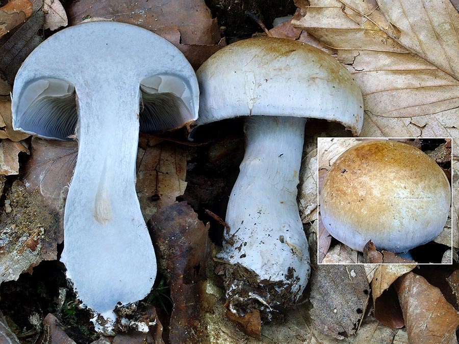 C. paracyanopus - modrastohlúbikový
