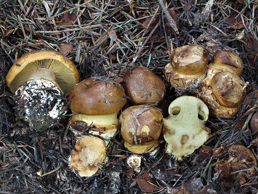 C. parafulmineus - žiariaci