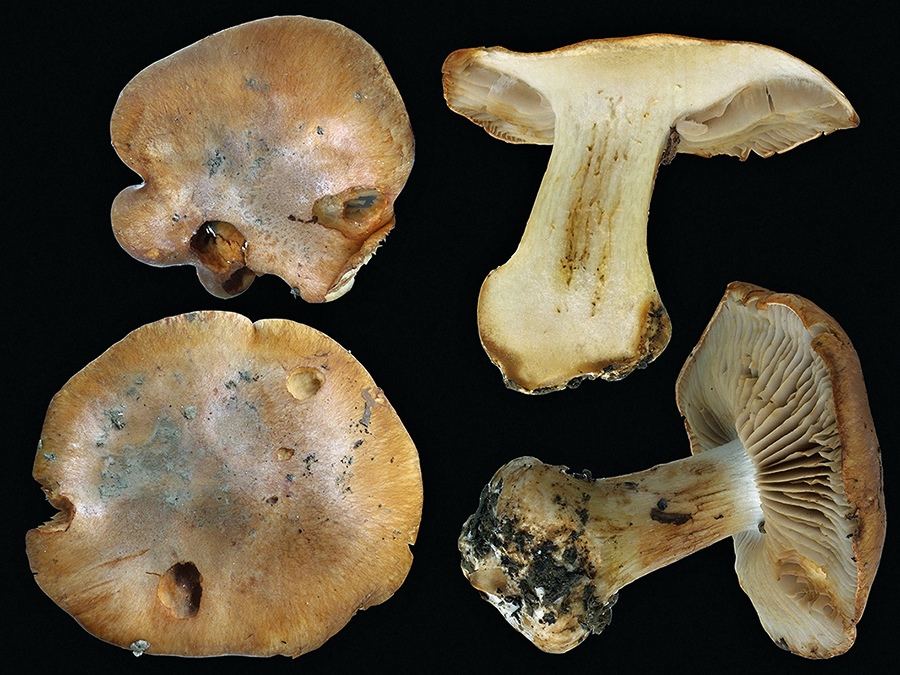 C. paramoenolens - nehorký