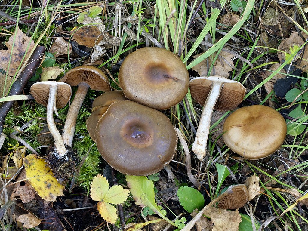 C. paranomalus - rovný