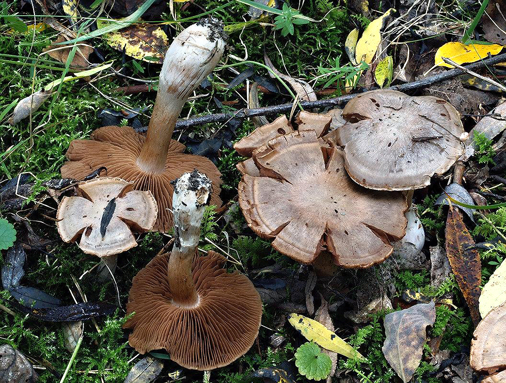 C. paraphaeochrous - sivokakaový