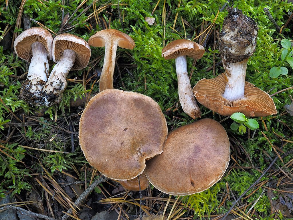 C. parasuillus - masliakový