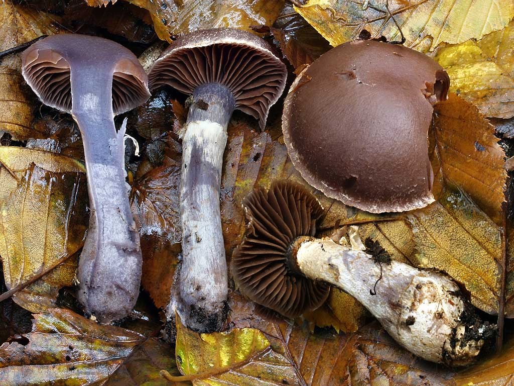 C. parevernius - blankytný