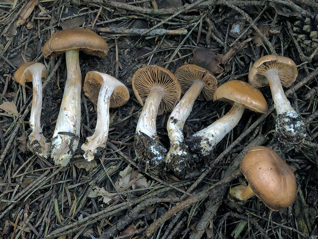 C. parvulisemen - zemitohnedý