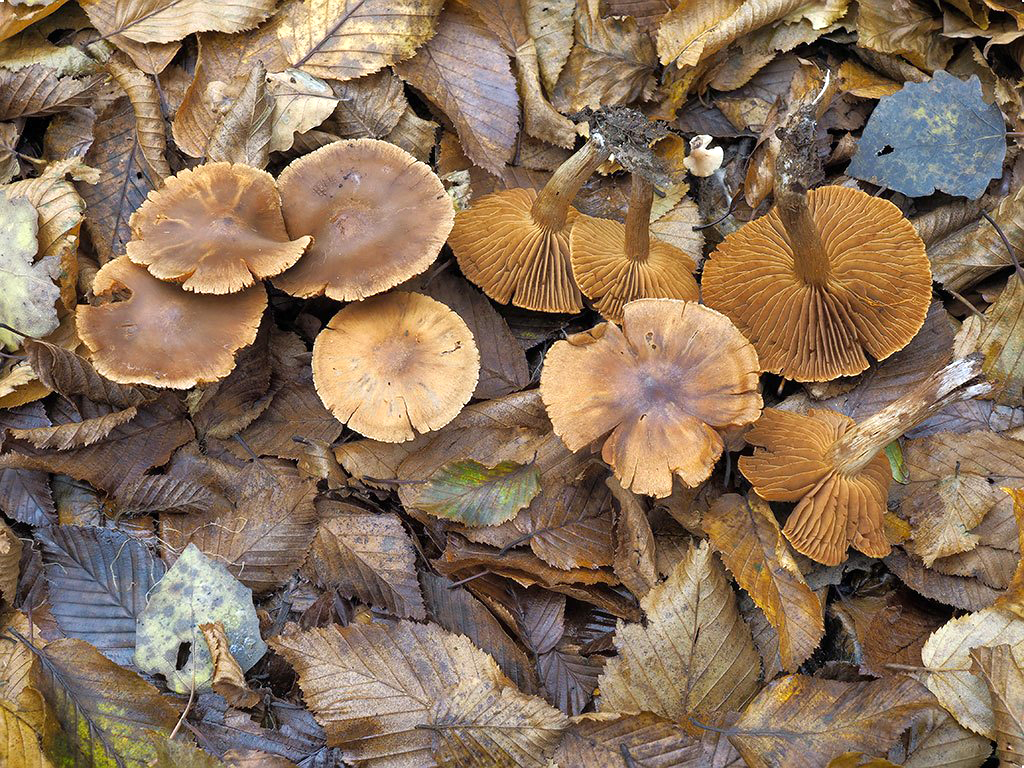 C. pateriformis var. major - plytký väčší
