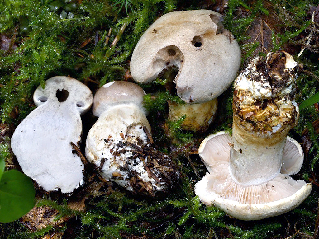 C. patibilis - citlivý