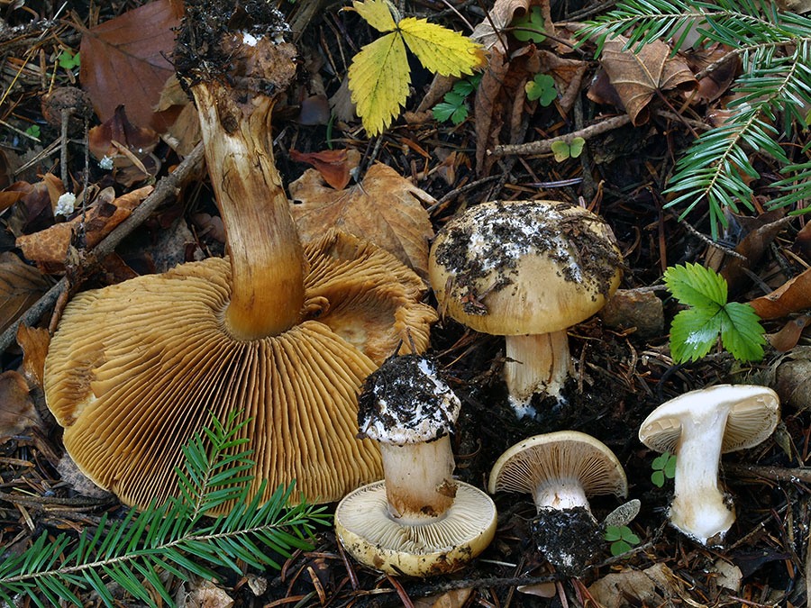 C. pelitnocephalus - hlinovožltý