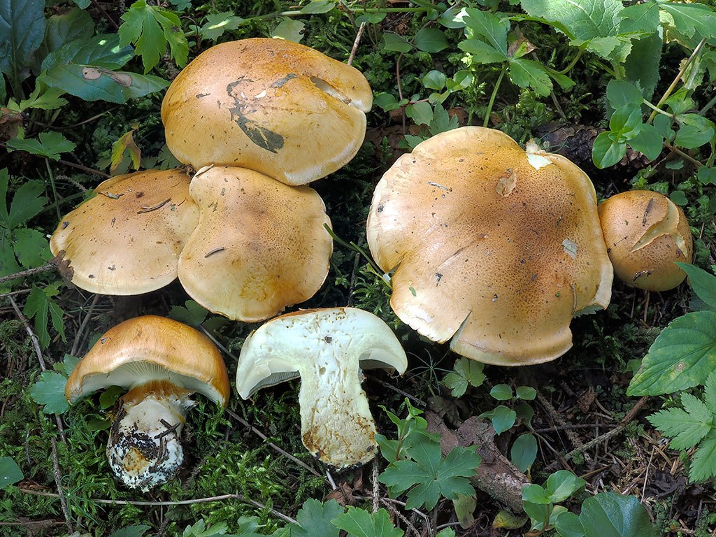 C. percomis - zlatohnedý