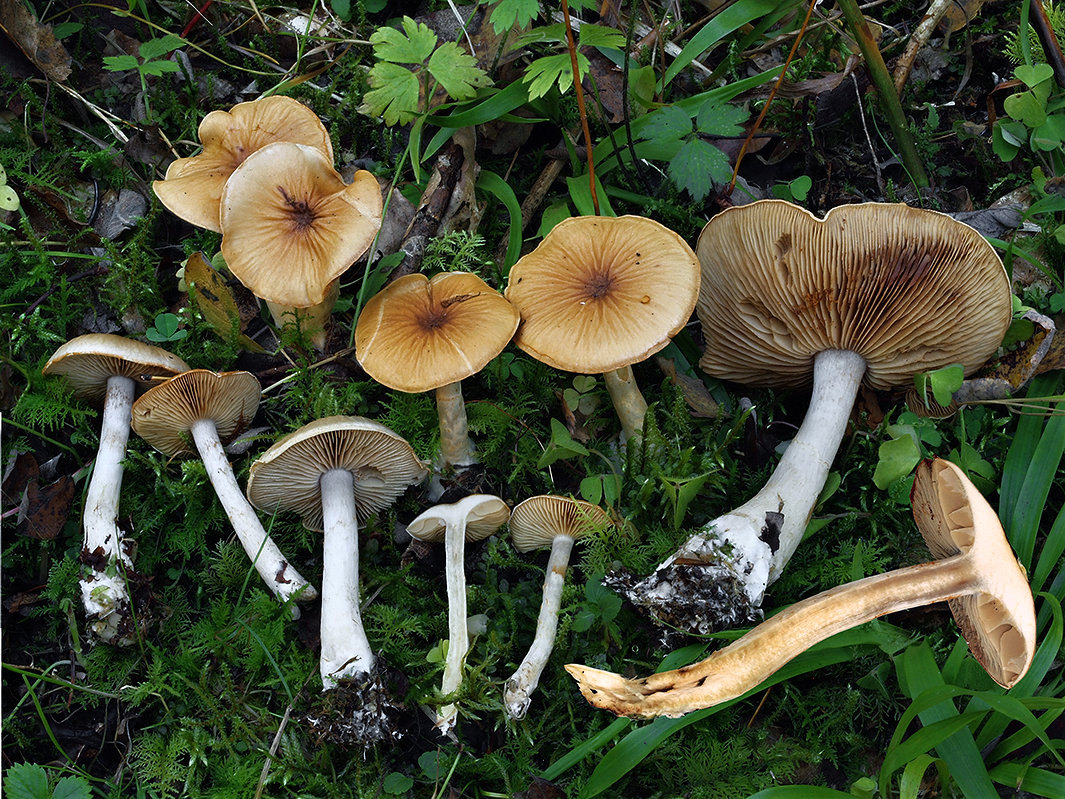C. perrugatus - zvrásnený