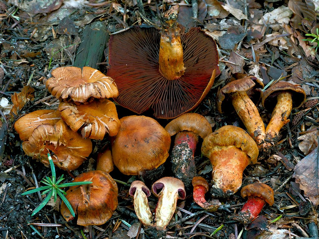 C. phoeniceus var. phoeniceus - purpurový