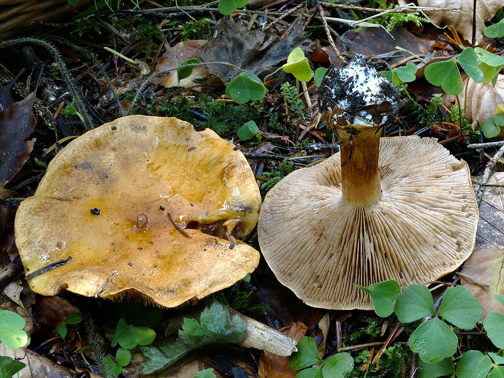 C. piceae - smrekový