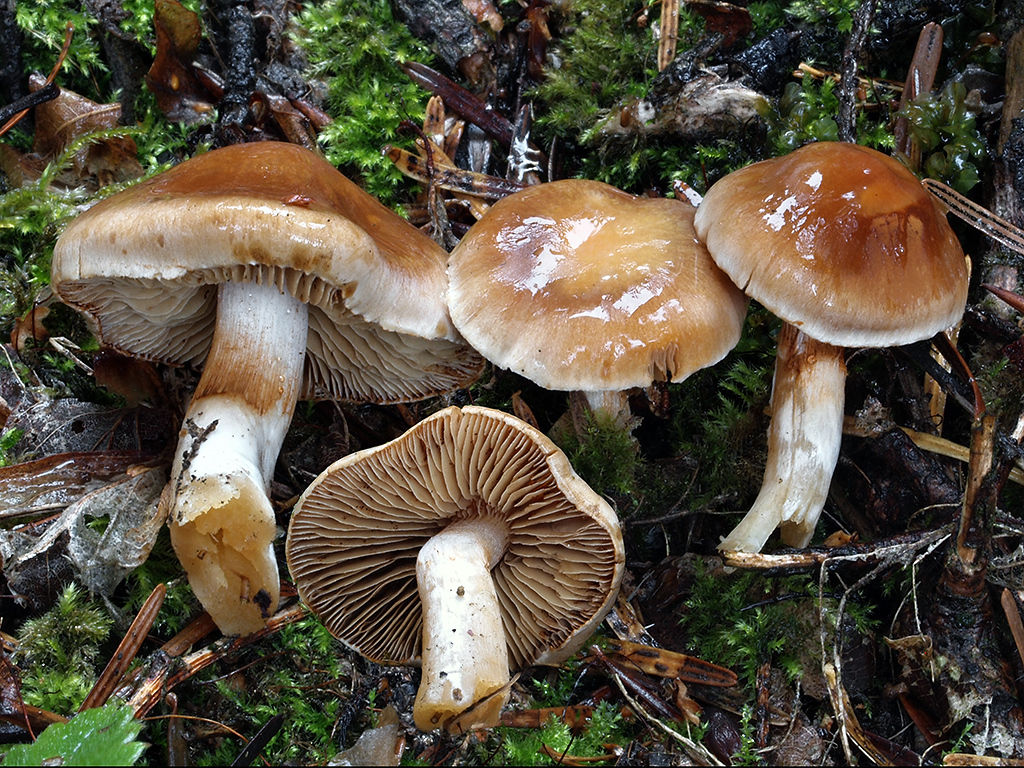 C. pluviorum - dažďomilný