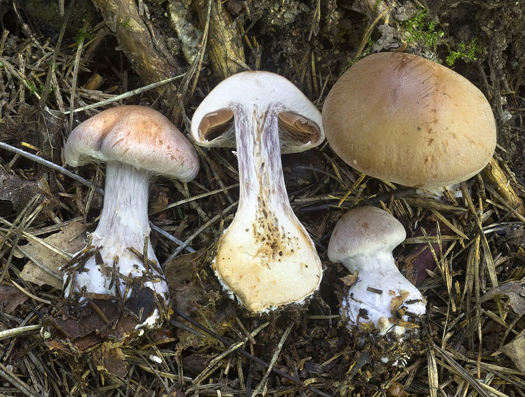 C. poecilopus - pestronohý
