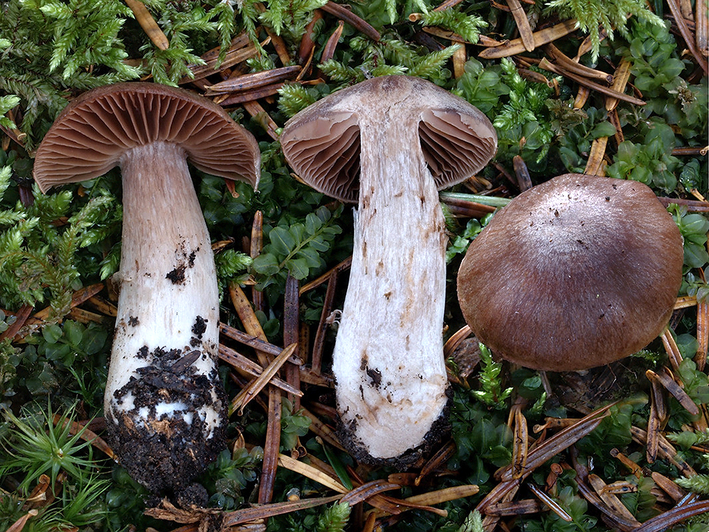 C. politus - vyhladený