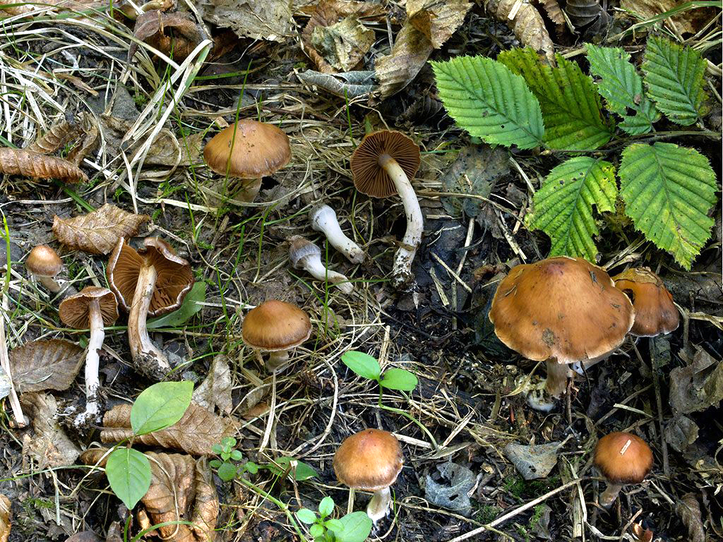 C. populorum - podtopoľový