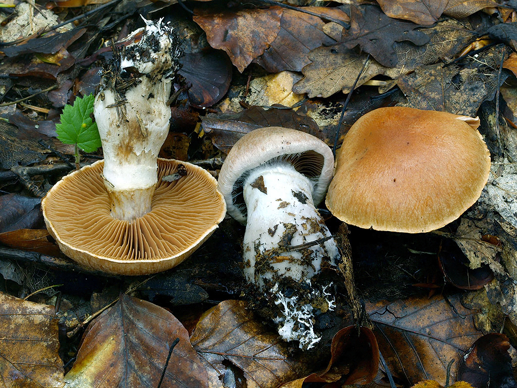 C. praesignis - znamenitý