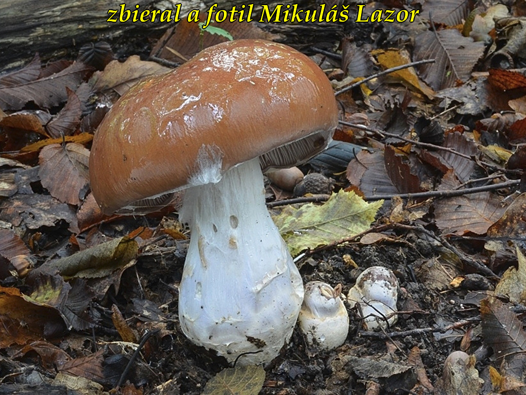 C. praestans - mohutný
