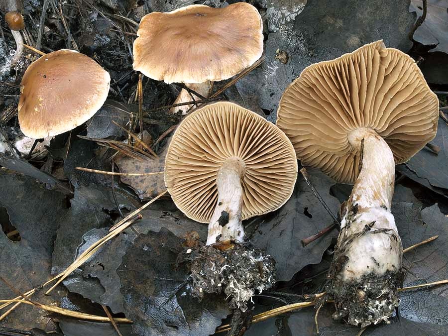 C. privignofulvus - zhrdzavený
