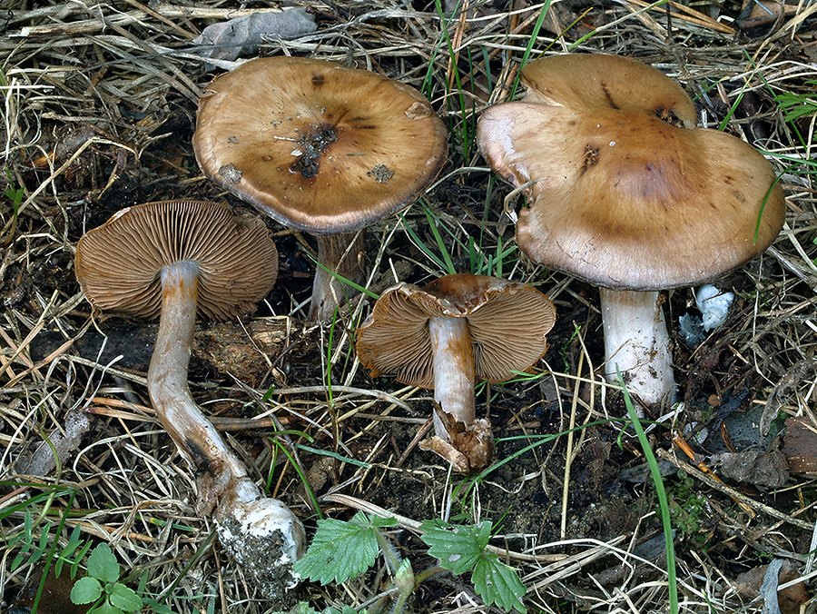 C. privignoides - cibuľovitý