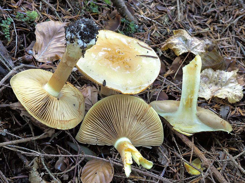 C. proximus-unus - najbližší
