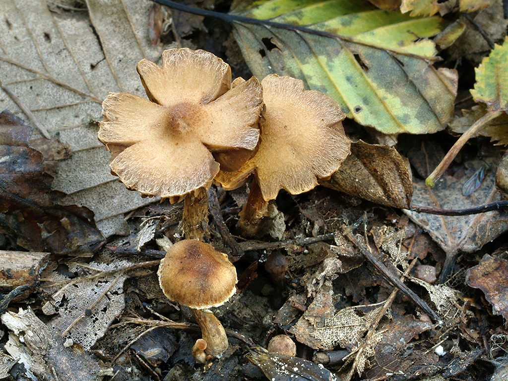 C. psammocephalus - pieskovohnedý