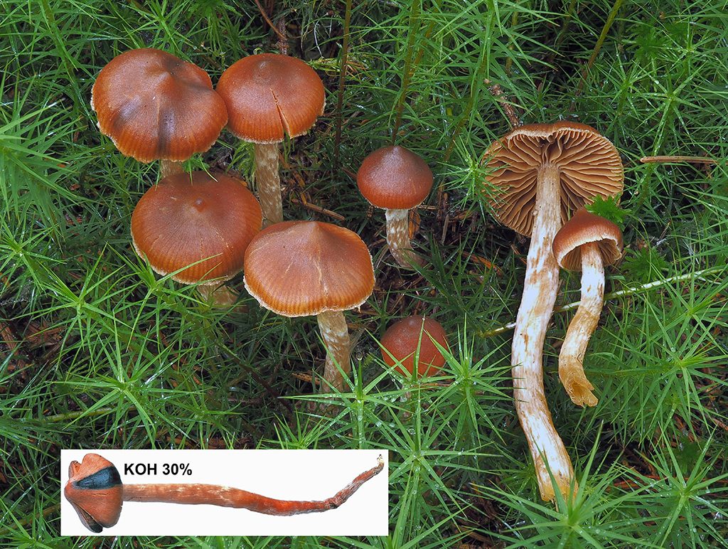C. psathyrobtusus - drobuľkovitý 