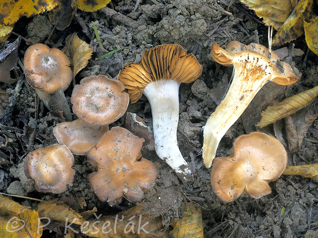 C. pseudoarmeniacus f. microsporée - špicatohlúbikový