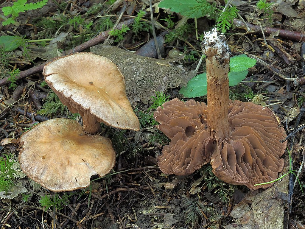 C. pseudocaninus - riedkolupeňový