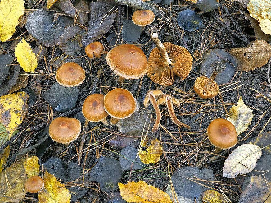 C. pseudogentilis - rodinský