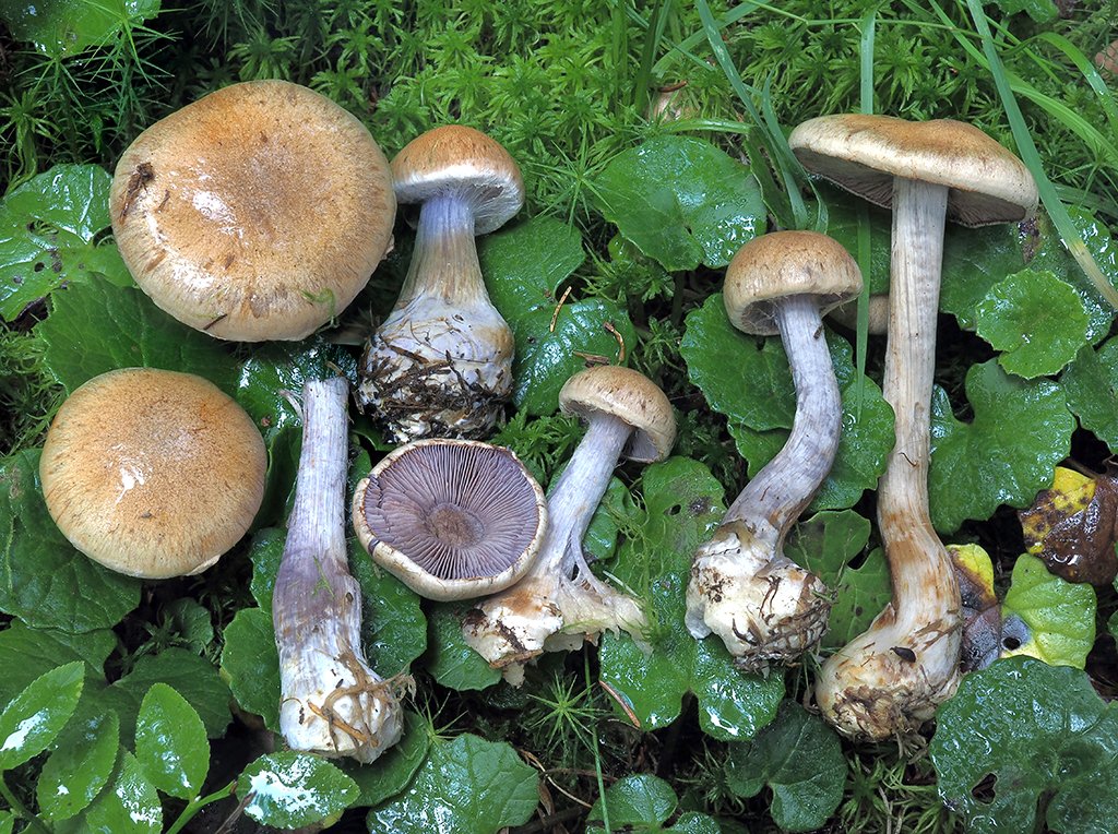 C. pseudoherpeticus - lišajovitý