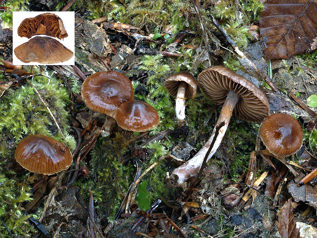 C. pseudostriatulus - pružkovaný