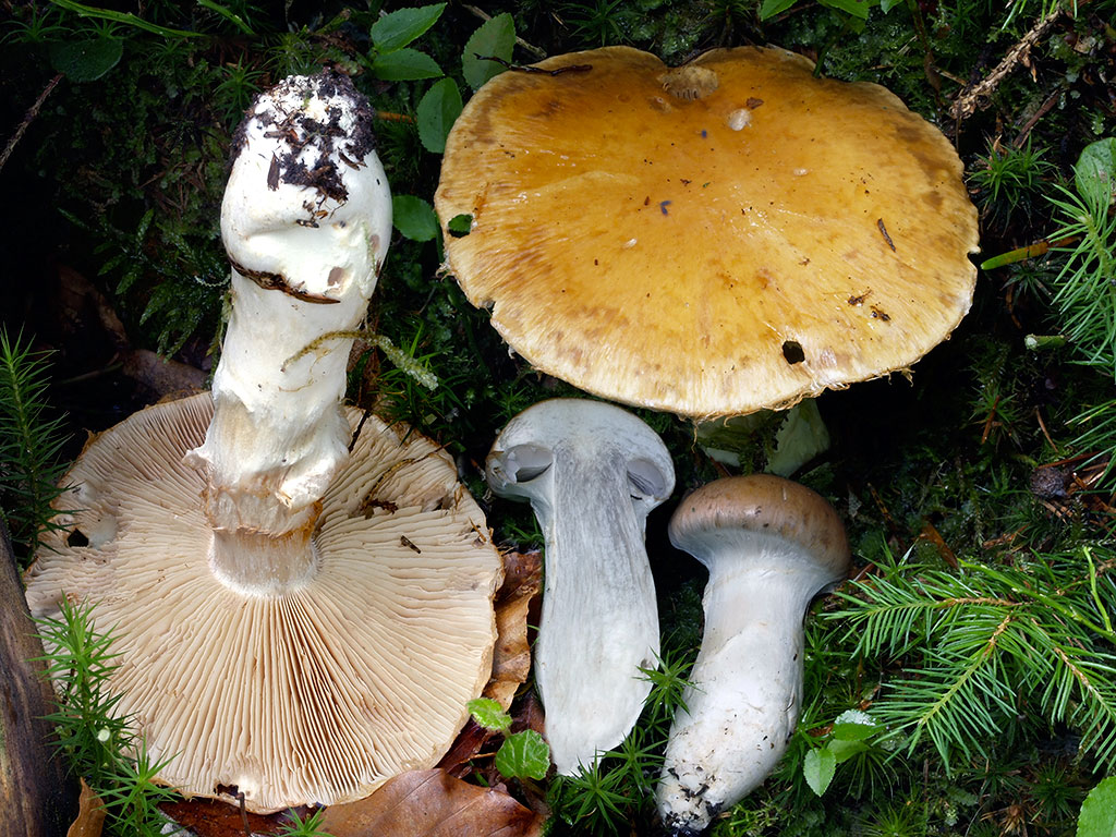 C. pseudoturmalis - bielozávojový